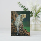 Carte Postale Léopard, bébé sur arbre, (Debout devant)
