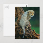 Carte Postale Léopard, bébé sur arbre, (Devant / Derrière)