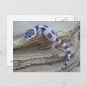 Carte postale Leopard Blanc Gecko (Devant / Derrière)