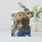 Carte Postale Léopard cub (Debout devant)