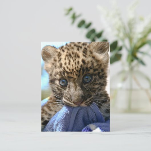 Carte Postale Léopard cub (Debout devant)