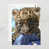 Carte Postale Léopard cub (Devant / Derrière)