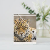 Carte postale Leopard Cub (Debout devant)