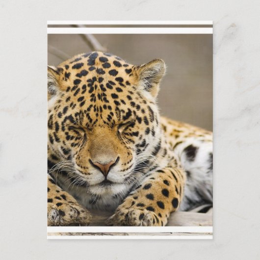 Carte postale Leopard Cub (Devant)