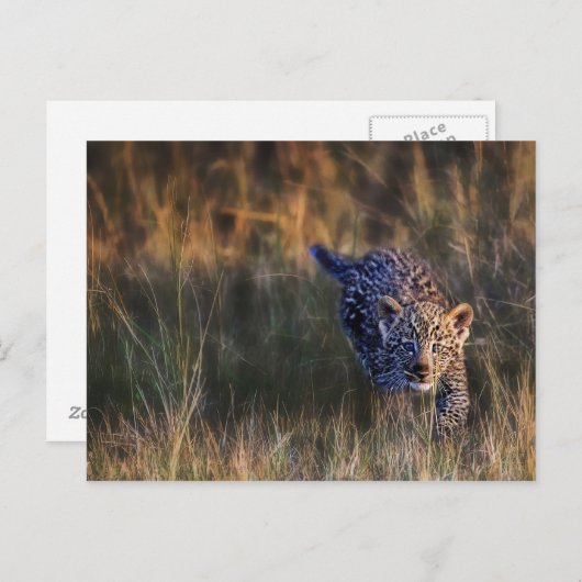 Carte Postale Leopard Cub Panthera Pardus (Devant / Derrière)
