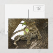 Carte Postale Léopard d'Afrique, Panthera pardus (Devant / Derrière)