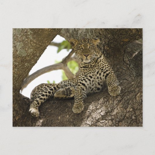 Carte Postale Léopard d'Afrique, Panthera pardus (Devant)