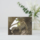 Carte Postale Léopard d'Afrique, Panthera pardus (Debout devant)