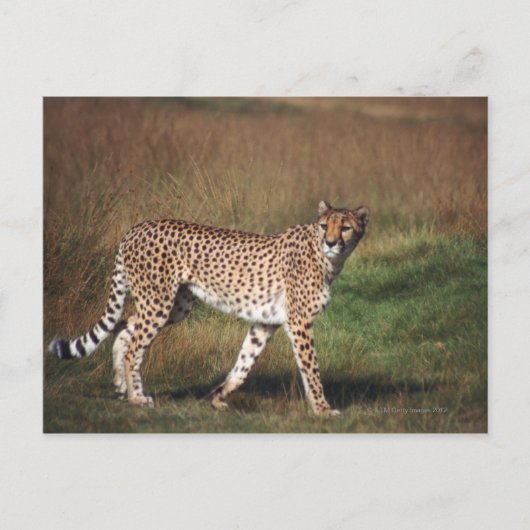 Carte Postale Leopard dans la plaine (Devant)