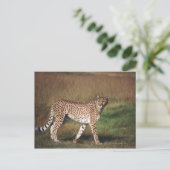 Carte Postale Leopard dans la plaine (Debout devant)