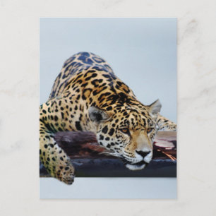 Carte Postale Leopard dans l'arbre II