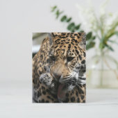 Carte postale Leopard de bain (Debout devant)