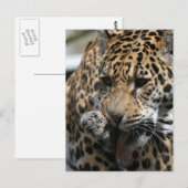 Carte postale Leopard de bain (Devant / Derrière)