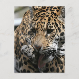 Carte postale Leopard de bain