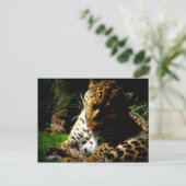 Carte Postale Leopard de bain (Debout devant)