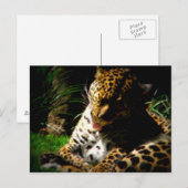 Carte Postale Leopard de bain (Devant / Derrière)