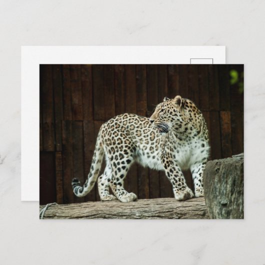 Carte Postale Léopard De La Vie Sauvage En Regard Sur Son Épaule (Devant / Derrière)