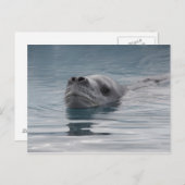 Carte Postale léopard de phoque qui nage (Devant / Derrière)