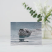 Carte Postale léopard de phoque qui nage (Debout devant)