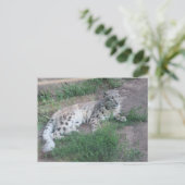 Carte Postale Léopard des neiges (Debout devant)