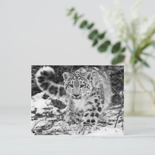 Carte Postale Léopard des neiges (Debout devant)