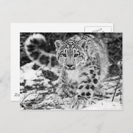 Carte Postale Léopard des neiges (Devant / Derrière)