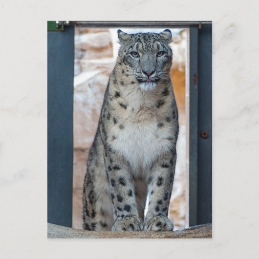 Carte Postale Léopard des neiges (Devant)