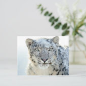 Carte postale - Léopard des neiges (Debout devant)