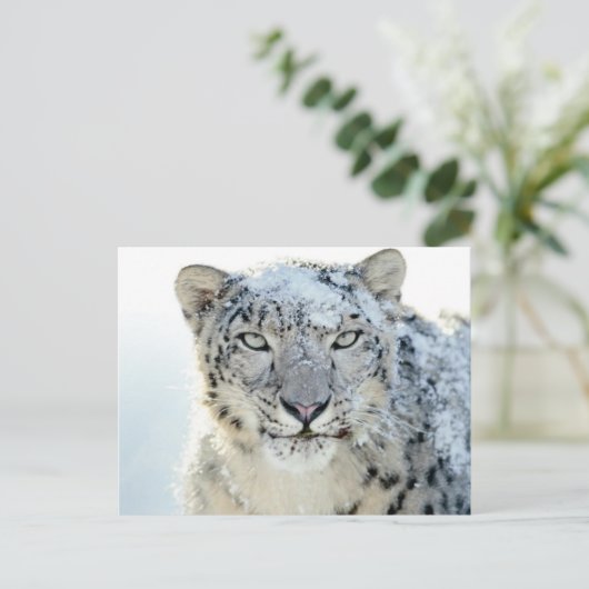 Carte postale - Léopard des neiges (Debout devant)