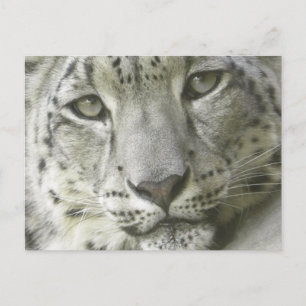 Carte postale léopard des neiges