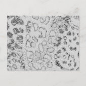 Carte Postale Léopard des neiges (Devant)