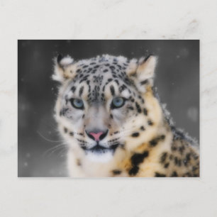 Carte Postale Léopard des neiges