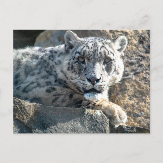 Carte Postale léopard des neiges (Devant)