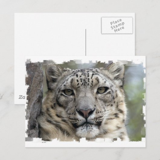 Carte postale léopard des neiges (Devant / Derrière)