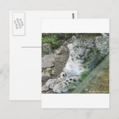 Carte Postale Léopard des neiges 1 (Devant / Derrière)