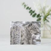 Carte Postale Leopard des neiges debout dans la neige (Debout devant)