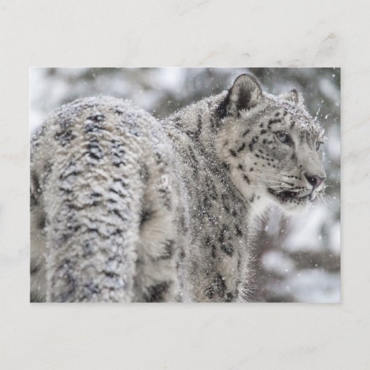 Carte Postale Leopard des neiges debout dans la neige (Devant)