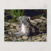 Carte Postale Léopard des neiges, jeune bébé (Devant)