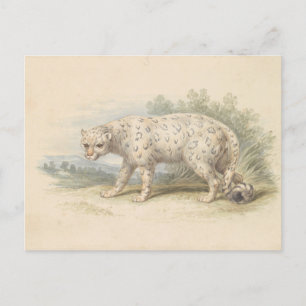 Carte Postale Leopard des neiges par Charles Hamilton Smith