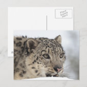 Carte Postale Léopard des neiges (Uncia uncia) 2 (Devant / Derrière)