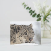 Carte Postale Léopard des neiges (Uncia uncia) 2 (Debout devant)
