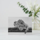 Carte Postale Leopard en noir et blanc (Debout devant)