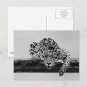 Carte Postale Leopard en noir et blanc (Devant / Derrière)