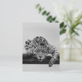 Carte Postale Leopard en noir et blanc (Debout devant)