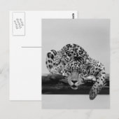 Carte Postale Leopard en noir et blanc (Devant / Derrière)