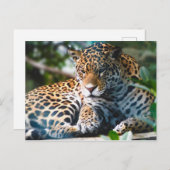 Carte Postale Leopard étoilé (Devant / Derrière)