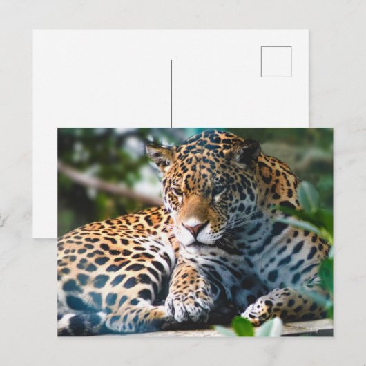 Carte Postale Leopard étoilé (Devant / Derrière)