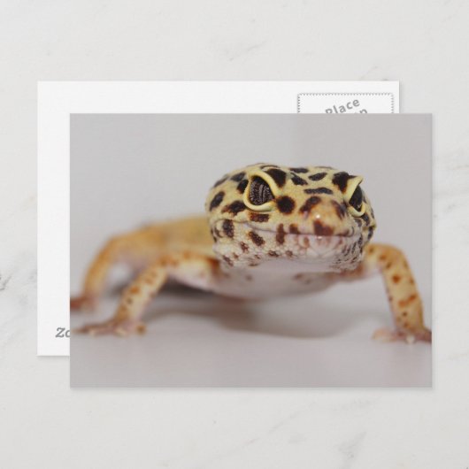 Carte postale Leopard Gecko (Devant / Derrière)