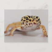 Carte postale Leopard Gecko (Devant)