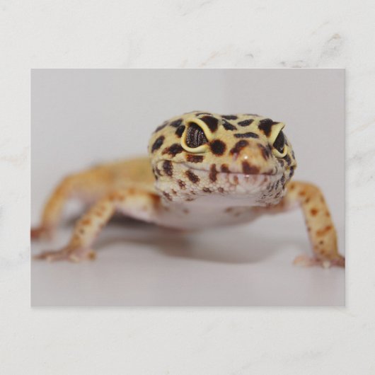 Carte postale Leopard Gecko (Devant)